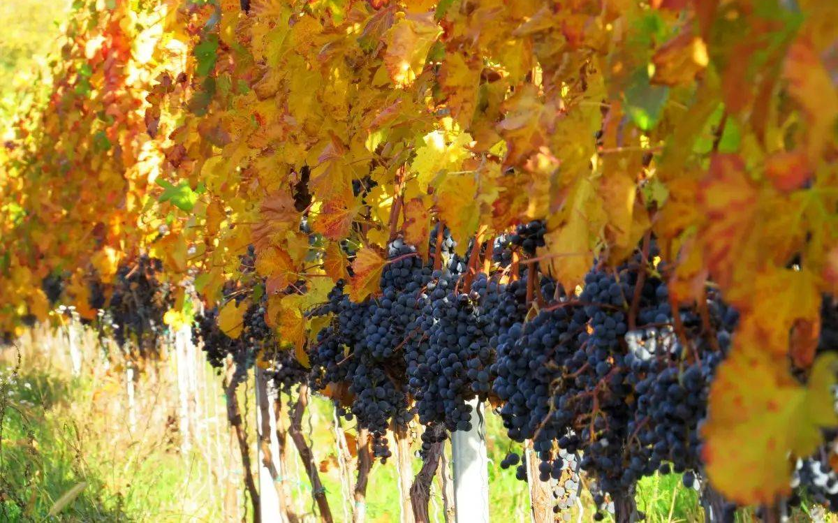 Koch Borászat - Vin Art pincészet - szőlő