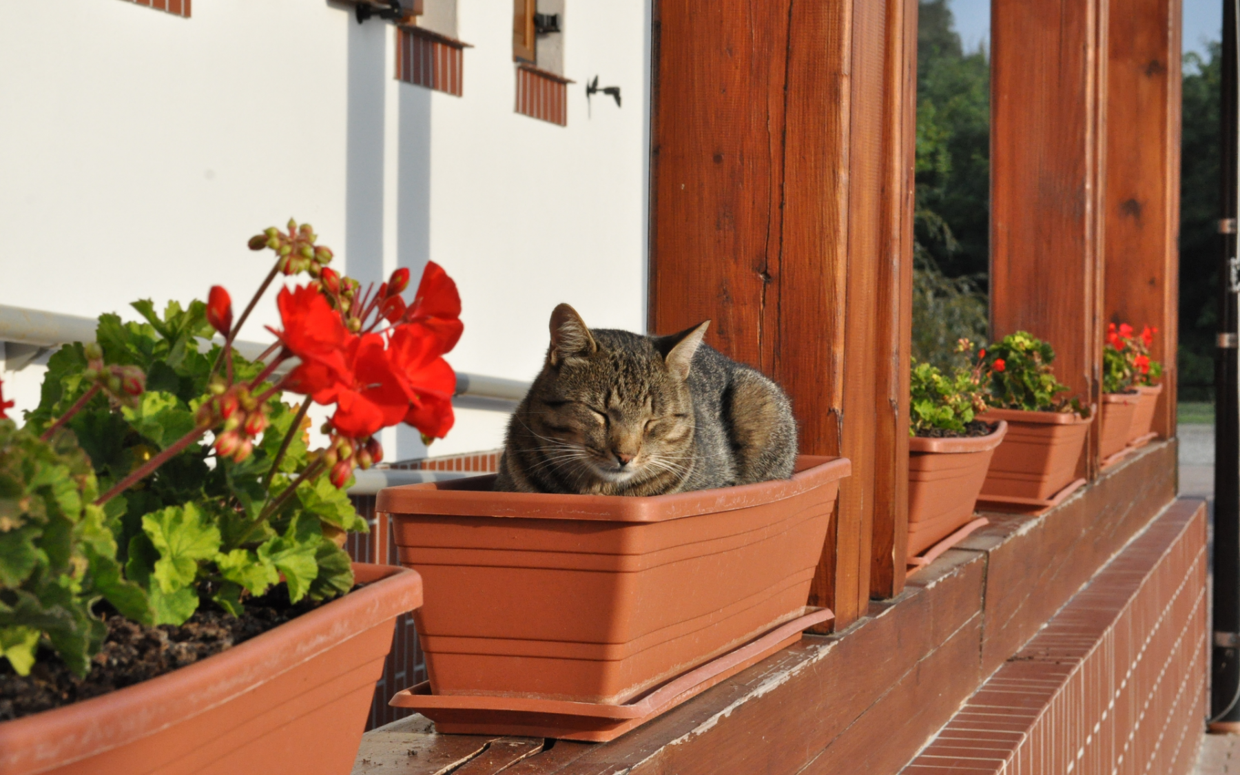 Ős-Dráva látogatóközpont - cica a virágládában