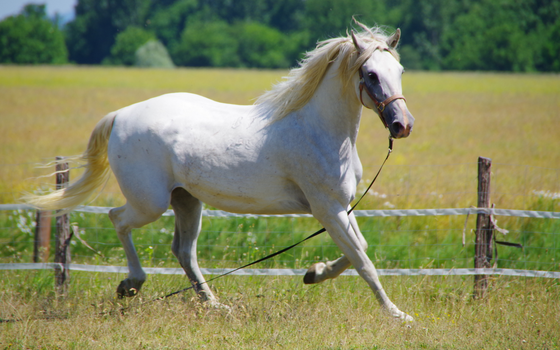 Ős-Dráva látogatóközpont - vágtató ló