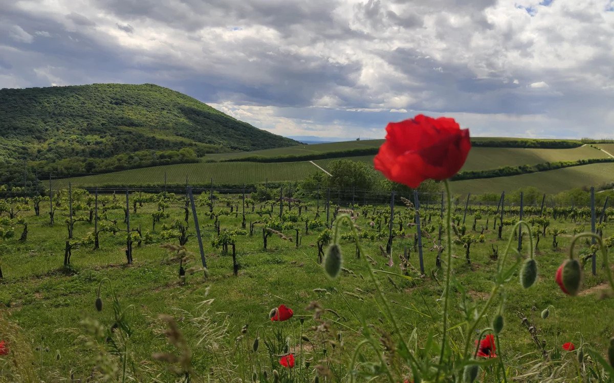Photo points in the Villány wine region