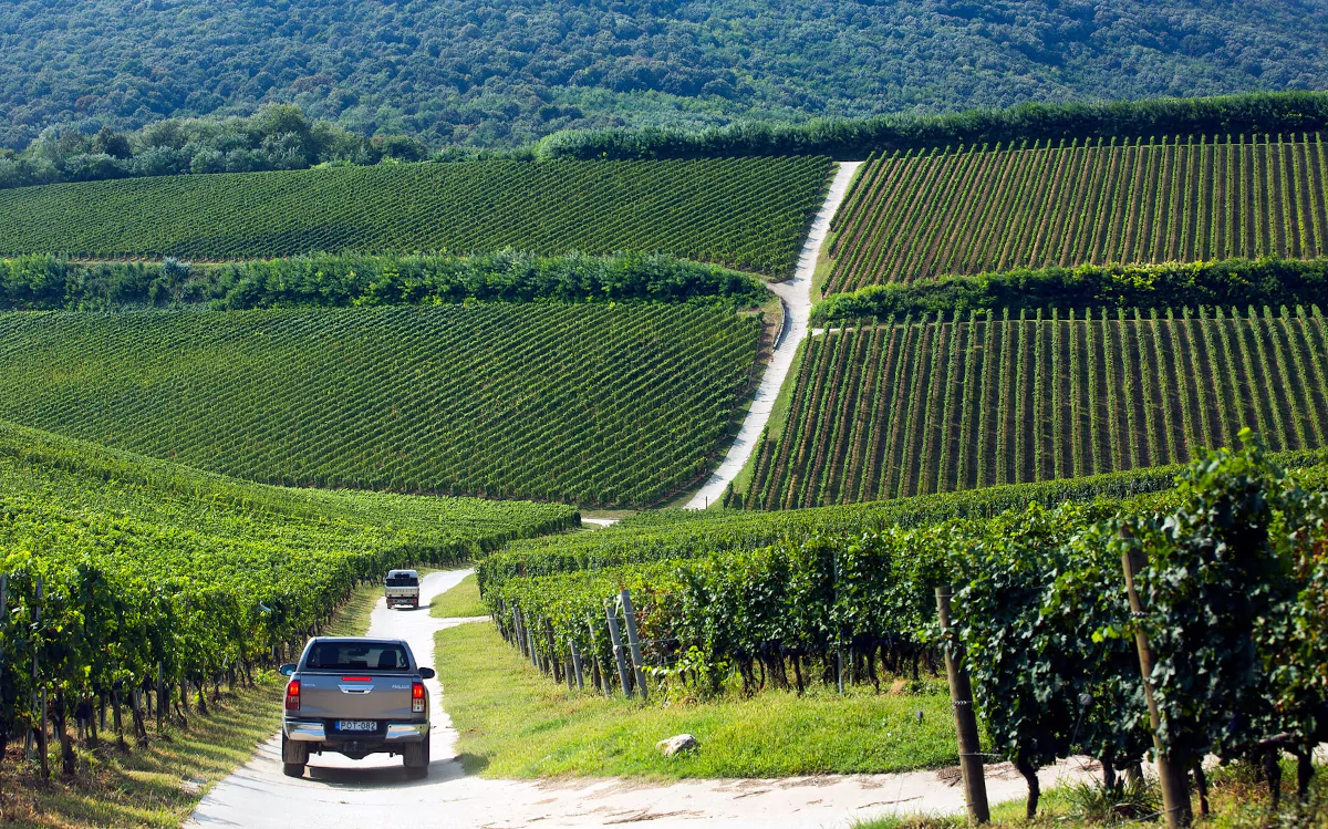Vineyard tours in the wine region